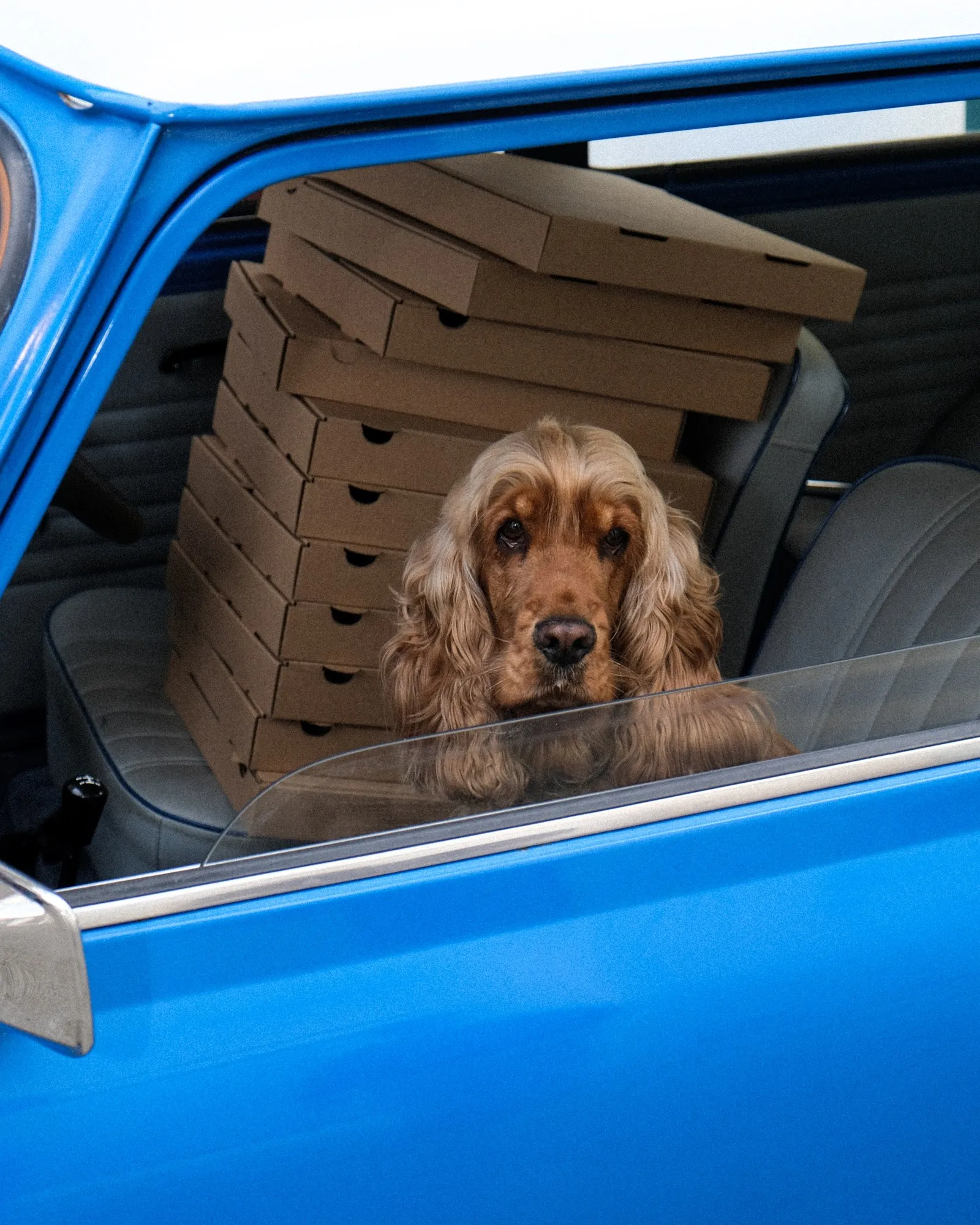 Filomena, Daniele's cocker spaniel and the pizzeria's namesake, in the window of the blue delivery Mini next to a stack of pizza boxes